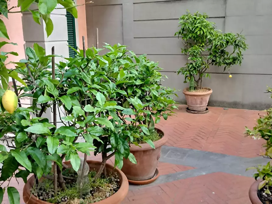 Immagine 3 di Appartamento in affitto  a Follonica