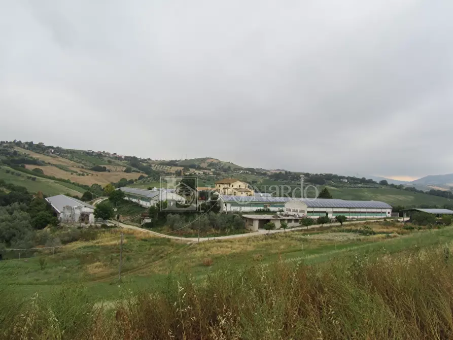 Immagine 1 di Azienda agricola in vendita  a Castel Di Lama