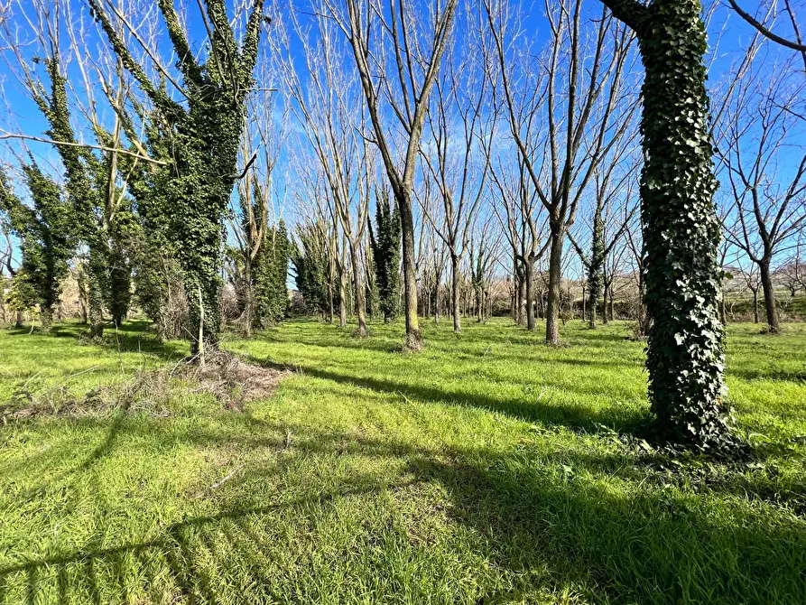 Immagine 1 di Terreno edificabile in vendita  in via tenutella a Albano Laziale