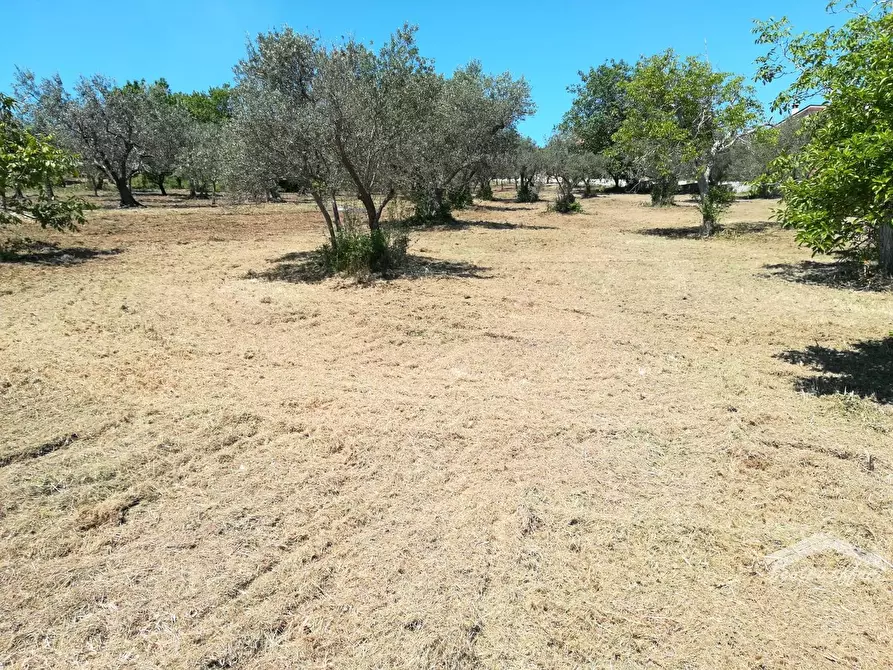 Immagine 1 di Terreno edificabile in vendita  in c.da Colle dell'Orso a Campobasso