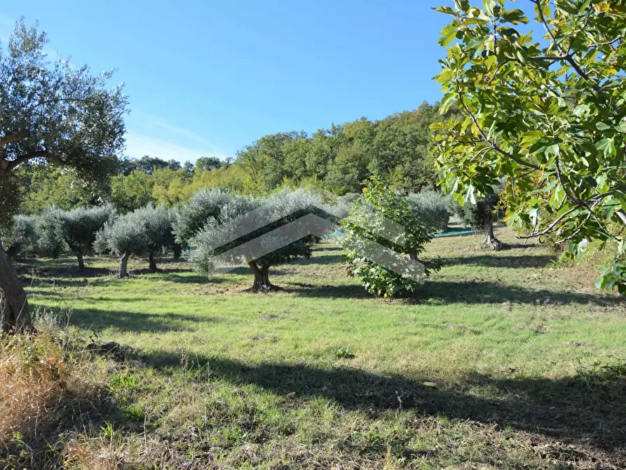 Immagine 1 di Terreno edificabile in vendita  a Acquaviva Collecroce