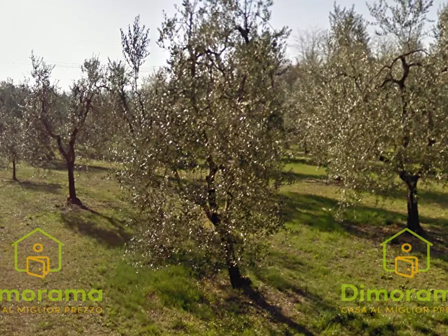 Immagine 1 di Terreno edificabile in vendita  in Frazione Cintolese  Località Vergin Chiusa  Via Cervia Mozza a Monsummano Terme