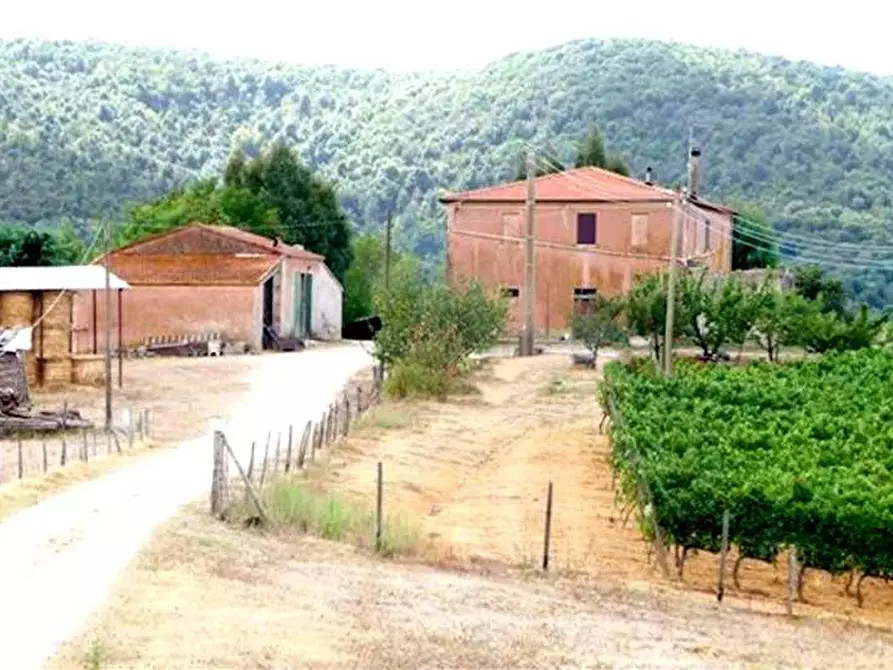 Immagine 1 di Azienda agricola in vendita  in ZONA MAGLIANO IN TOSCANA a Magliano In Toscana