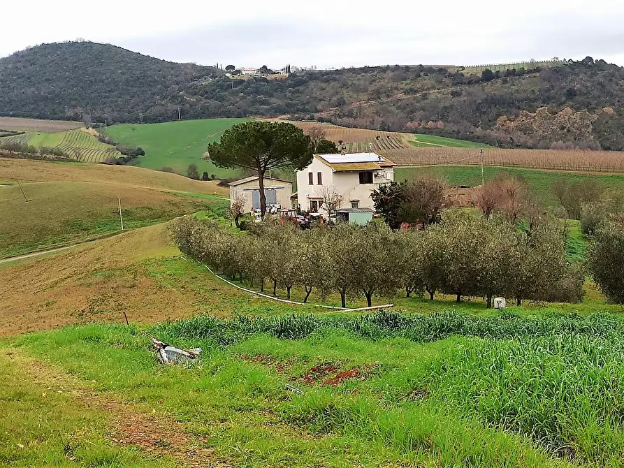 Immagine 1 di Azienda agricola in vendita  in COMUNE DI SCANSANO LOCALITA' COLLE LUPO ZONA GHIACCIO FORTE a Scansano