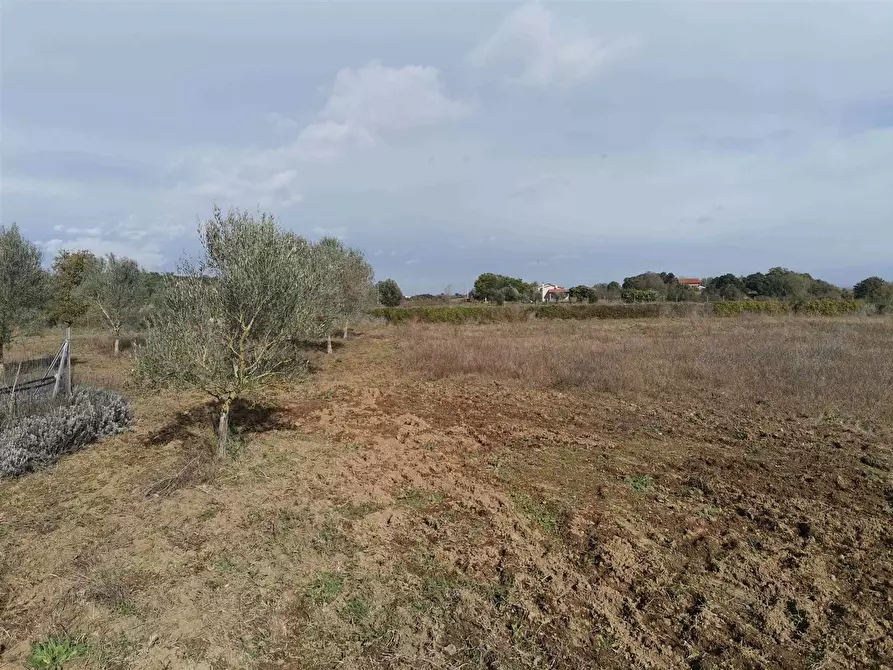 Immagine 1 di Terreno edificabile in vendita  a Tuscania