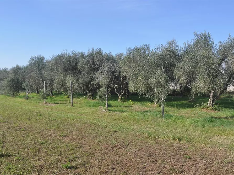 Immagine 1 di Terreno edificabile in vendita  in Stradone del Tripesce a Rosignano Marittimo