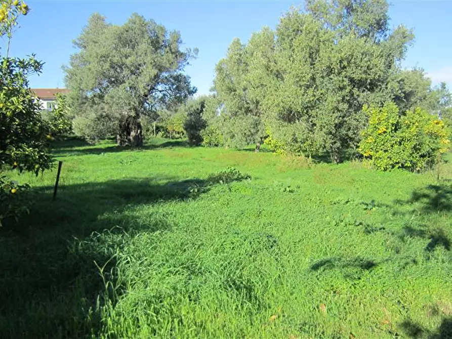 Immagine 1 di Terreno edificabile in vendita  in VIA KENNEDY a Bocchigliero