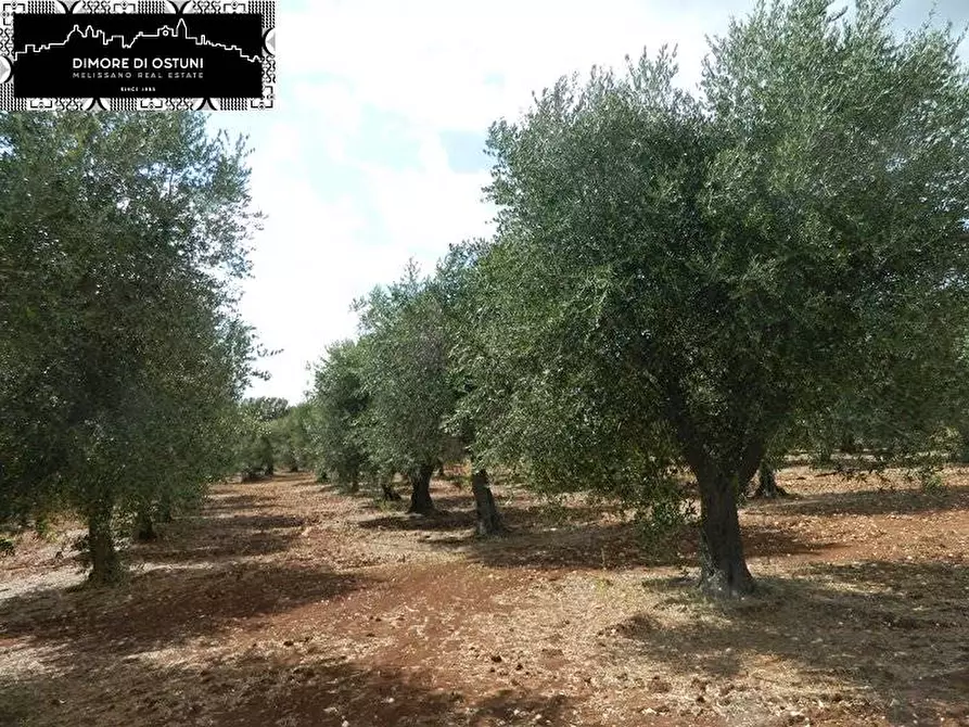 Immagine 1 di Terreno edificabile in vendita  a Ostuni