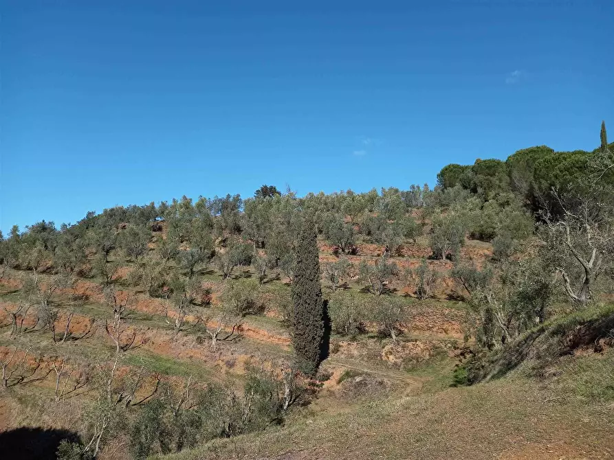 Immagine 1 di Terreno edificabile in vendita  a Riparbella