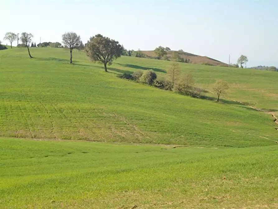 Immagine 1 di Azienda agricola in vendita  a Scansano