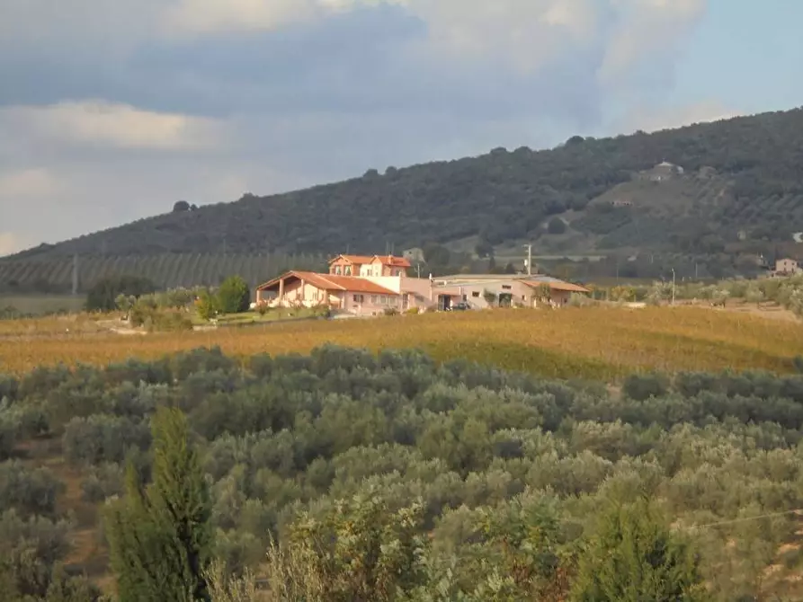 Immagine 1 di Azienda agricola in vendita  a Alviano