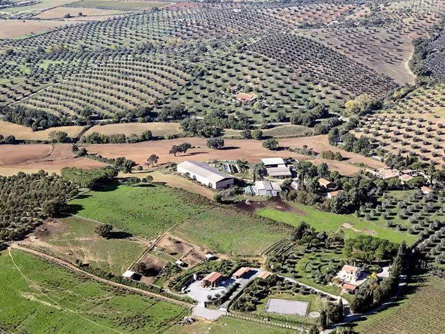 Immagine 1 di Azienda agricola in vendita  a Orbetello