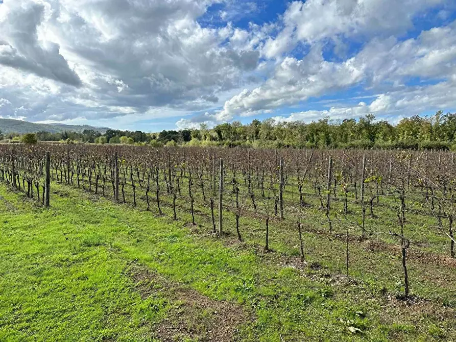 Immagine 1 di Azienda agricola in vendita  a Grosseto