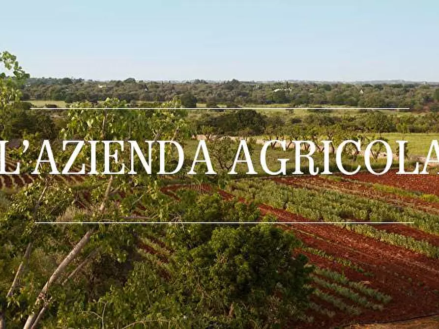 Immagine 1 di Azienda agricola in vendita  a Capalbio