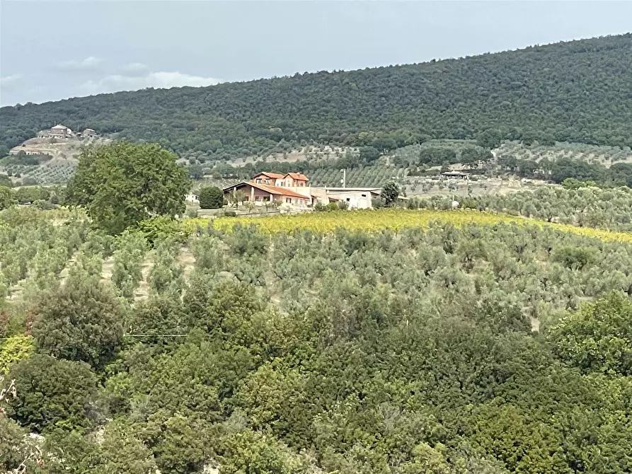 Immagine 1 di Azienda agricola in vendita  a Alviano