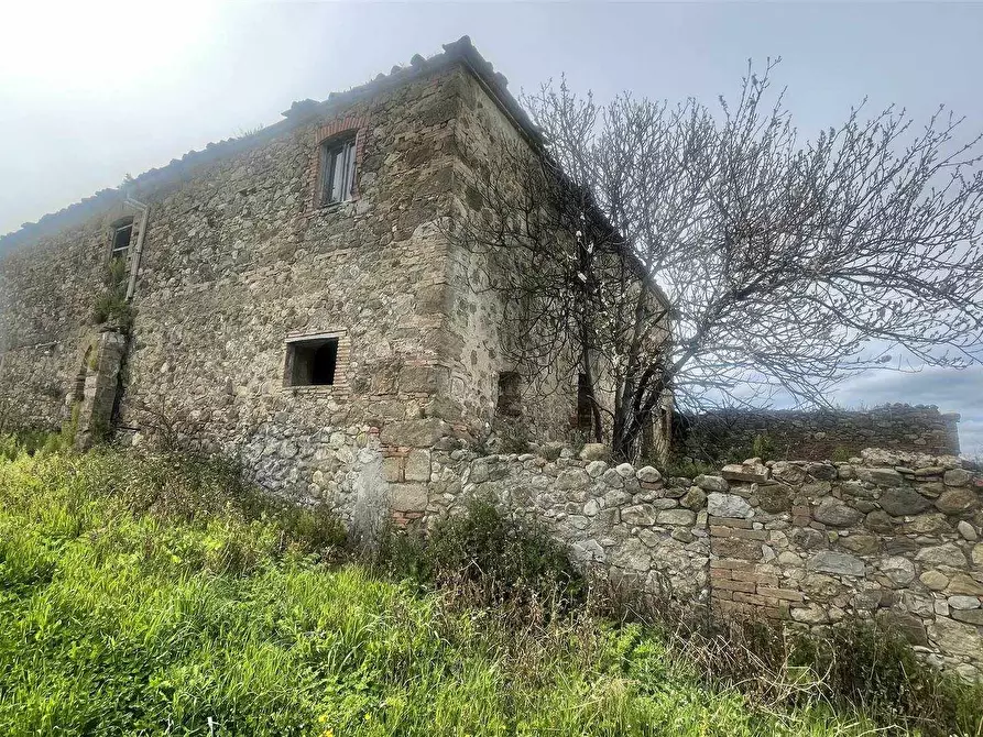 Immagine 1 di Azienda agricola in vendita  a Roccalbegna