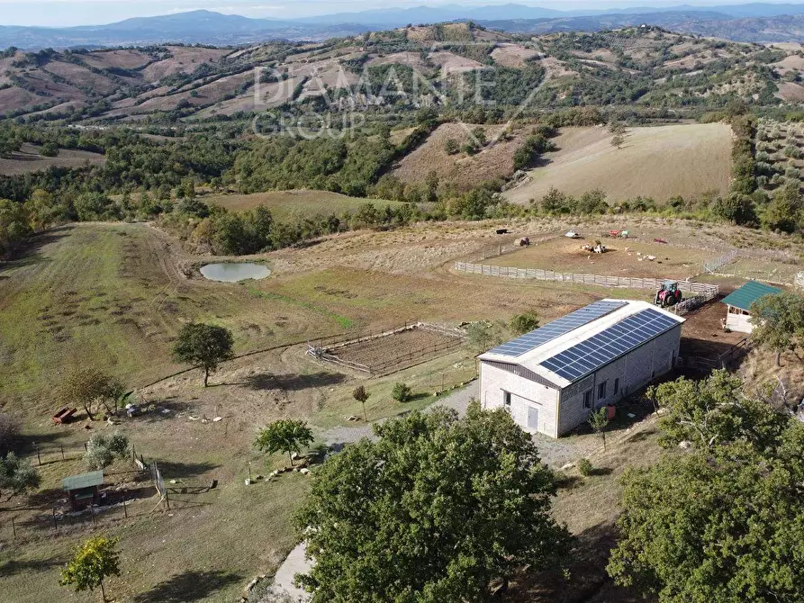 Immagine 1 di Azienda agricola in vendita  a Roccalbegna