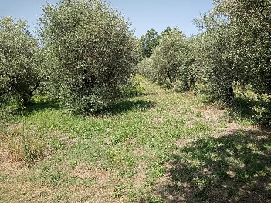 Immagine 1 di Terreno edificabile in vendita  a Marzano Appio