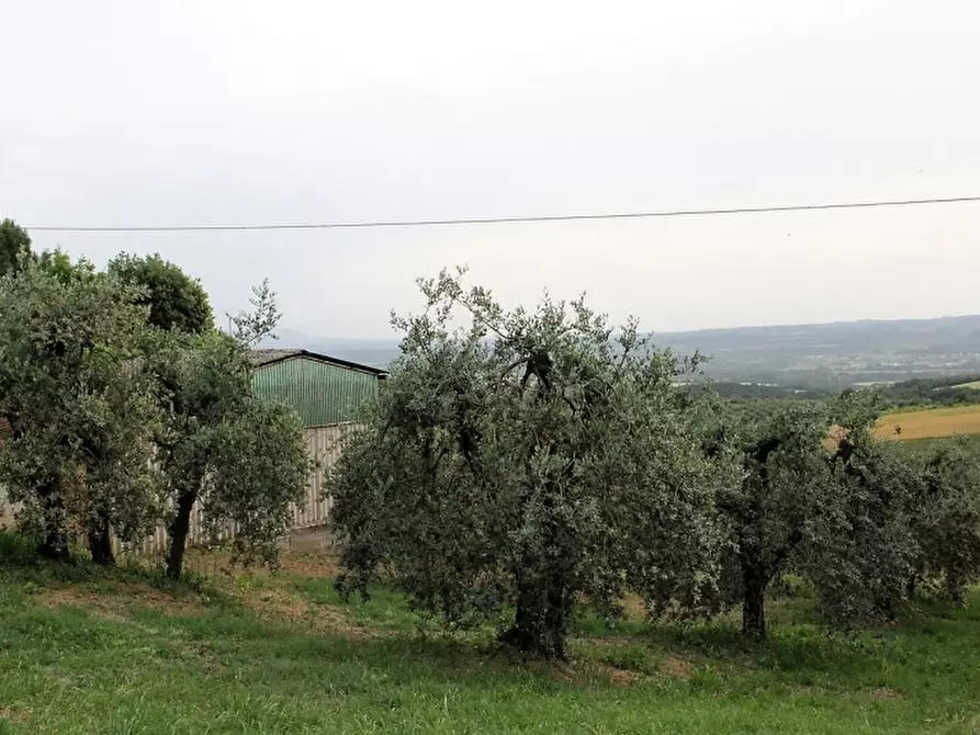 Immagine 1 di Terreno edificabile in vendita  a Alviano
