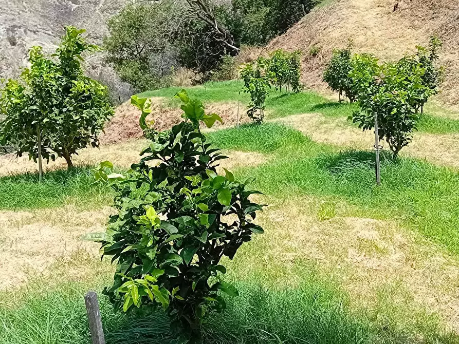 Terreno agricolo in vendita in Via San Nicola 19 a Reggio Di Calabria