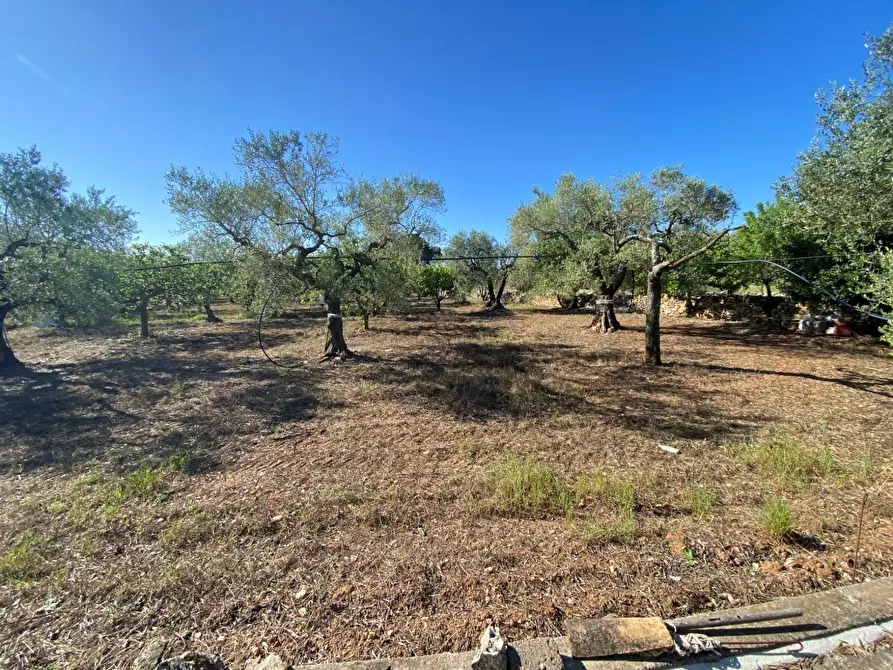 Immagine 4 di Terreno agricolo in vendita  in Via Vicinale Oronzino 5296 a Gioia Del Colle