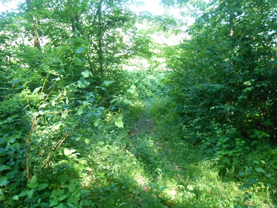 Immagine 35 di Rustico / casale in vendita  in via della pieve a Capannori