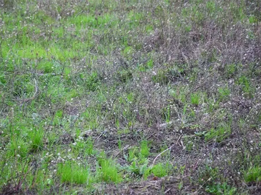 Immagine 14 di Terreno agricolo in vendita  in Via San Donato 925/A a Lucca