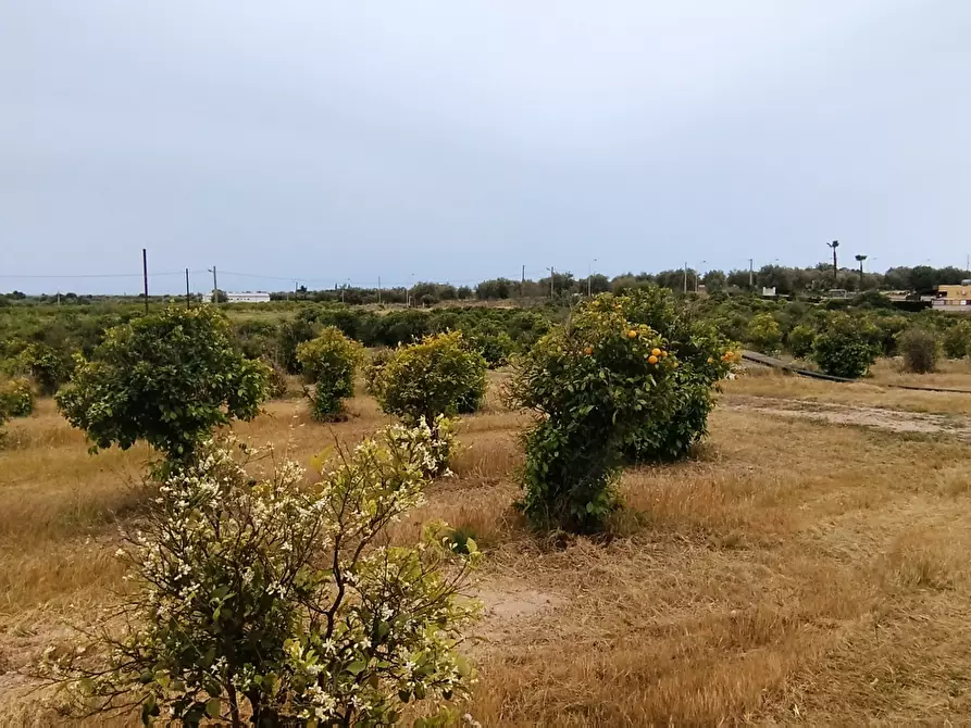Immagine 6 di Terreno agricolo in vendita  in CONTRADA FALCONARA a Noto