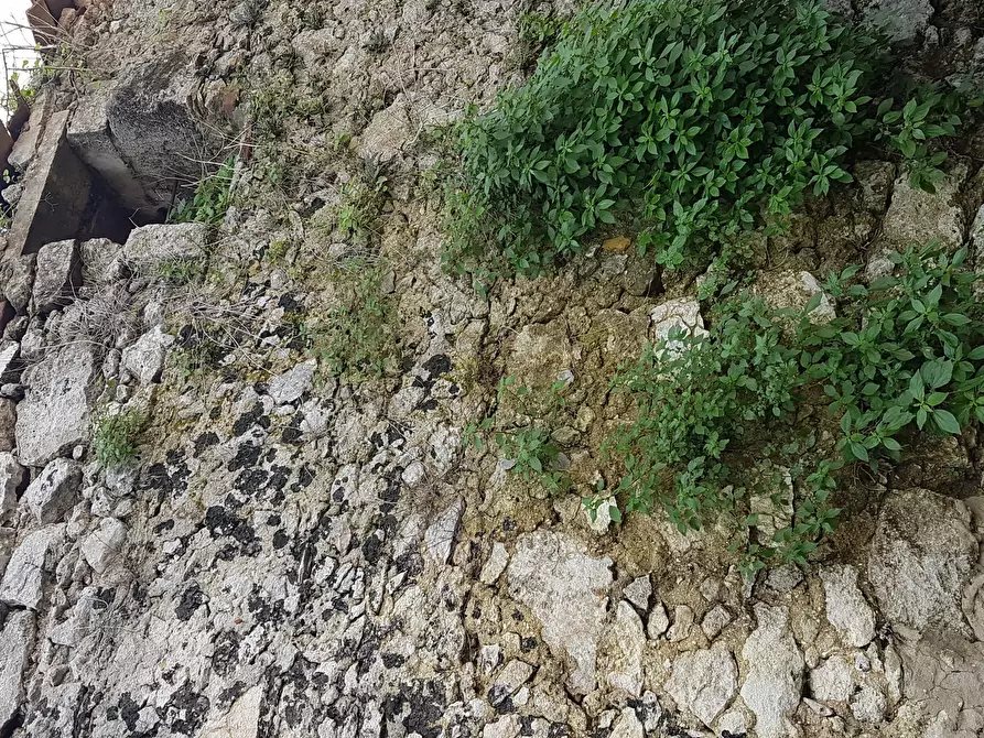Immagine 10 di Casa indipendente in vendita  a Siracusa