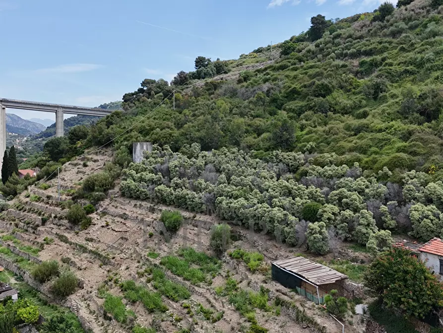 Immagine 22 di Terreno agricolo in vendita  in Via Anacleto Hughes 22/A a Ventimiglia