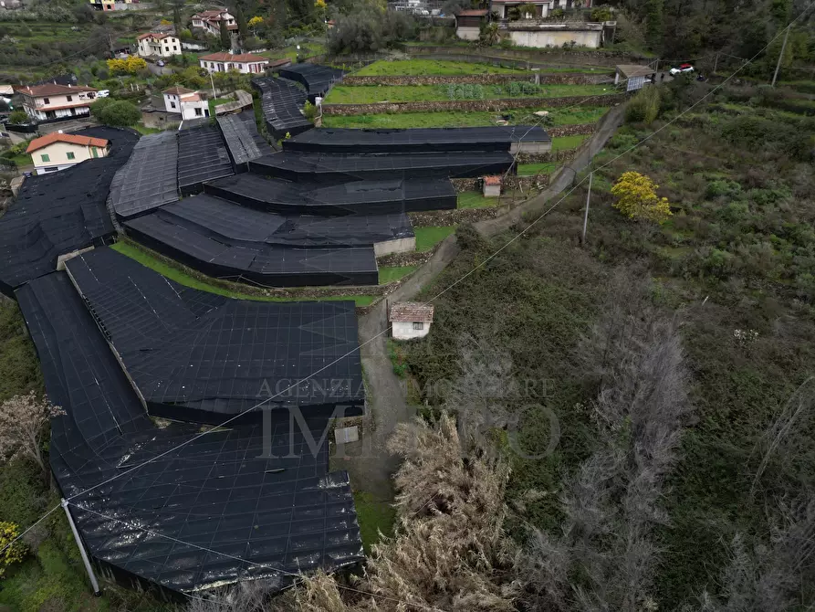 Immagine 11 di Terreno agricolo in vendita  in SP59 39 a Vallecrosia