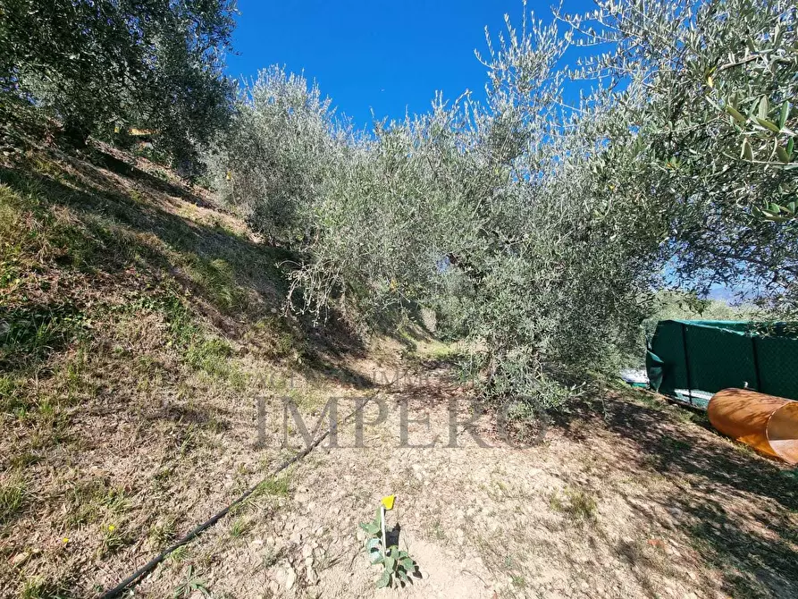 Immagine 44 di Terreno agricolo in vendita  in Via Monsignore Daffra 40 a Ventimiglia