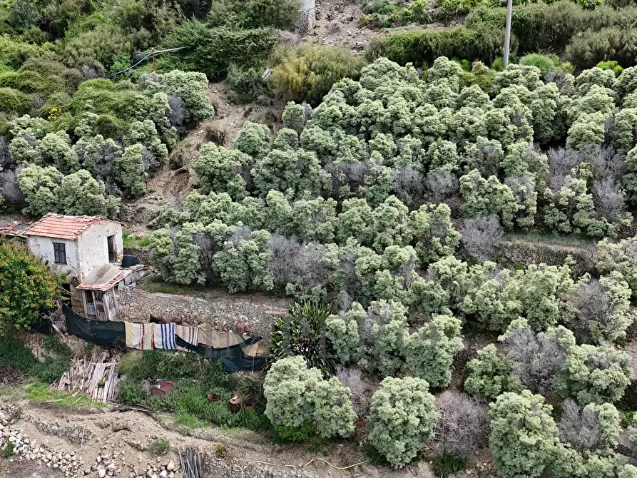 Immagine 35 di Terreno agricolo in vendita  in Via Anacleto Hughes 22/A a Ventimiglia