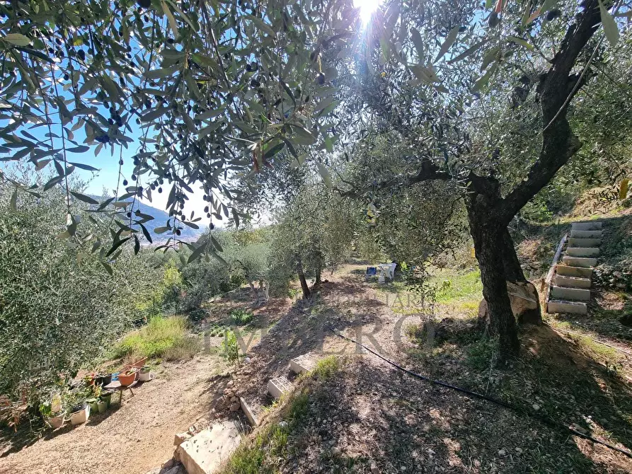 Immagine 52 di Terreno agricolo in vendita  in Via Monsignore Daffra 40 a Ventimiglia