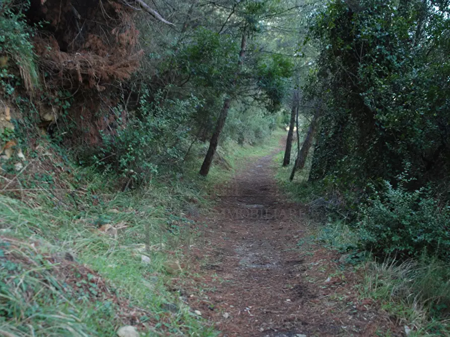 Immagine 19 di Terreno agricolo in vendita  in Via Case Gina 13 a Ventimiglia