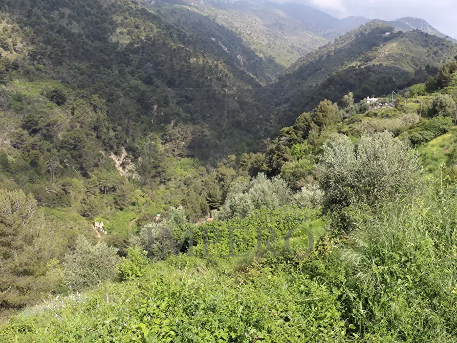 Immagine 25 di Terreno agricolo in vendita  in Via Case Gina 13 a Ventimiglia