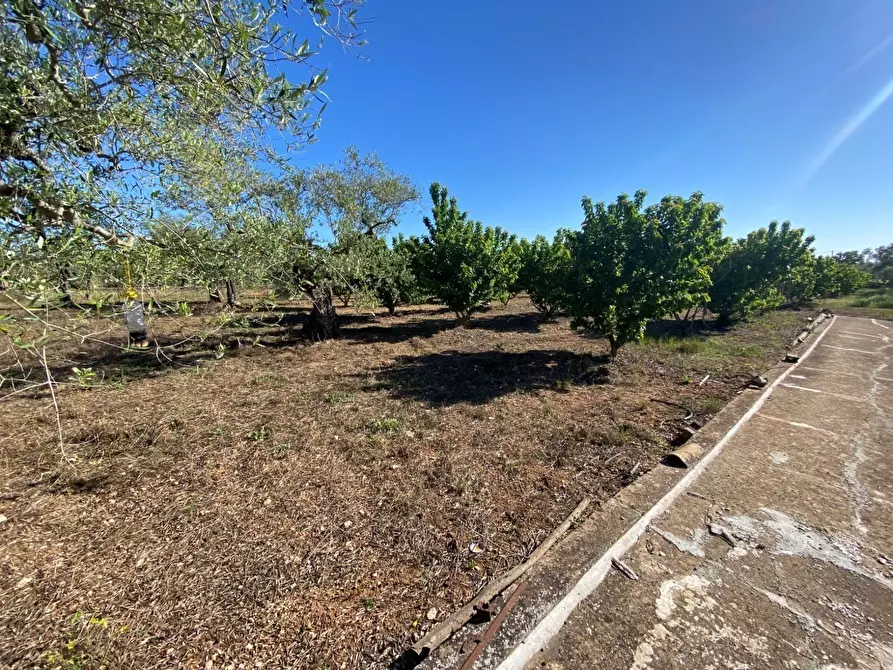 Immagine 2 di Terreno agricolo in vendita  in Via Vicinale Oronzino 5296 a Gioia Del Colle