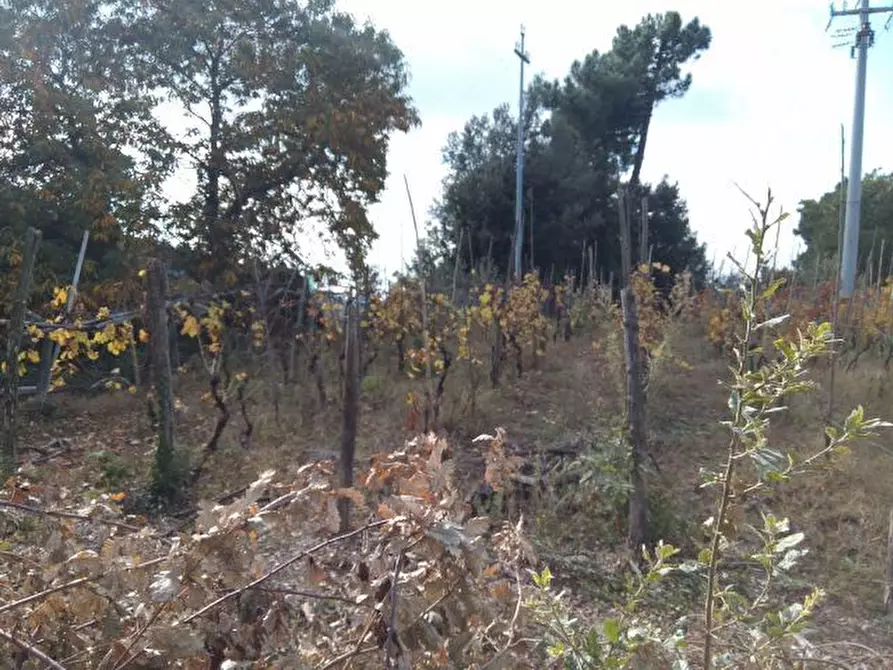Immagine 15 di Terreno agricolo in vendita  in via di caroggia a Lucca