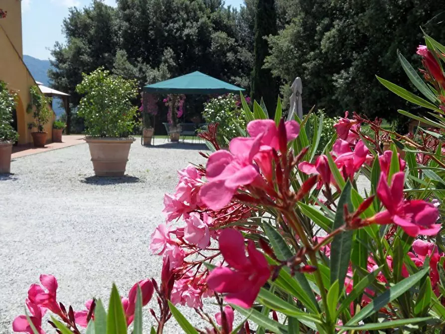 Immagine 35 di Rustico / casale in vendita  in Via per massaciuccoli a San Giuliano Terme