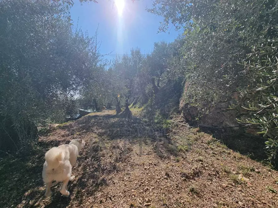 Immagine 55 di Terreno agricolo in vendita  in Via Monsignore Daffra 40 a Ventimiglia