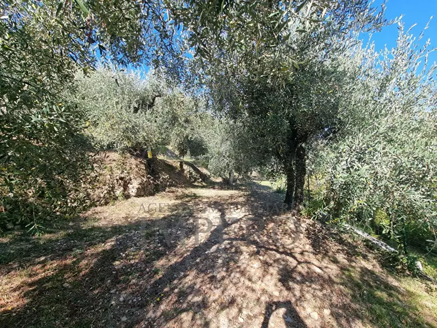 Immagine 19 di Terreno agricolo in vendita  in Via Monsignore Daffra 40 a Ventimiglia