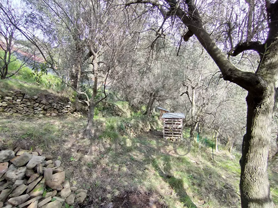 Immagine 7 di Terreno agricolo in vendita  in Via delle Otto Case a Ventimiglia