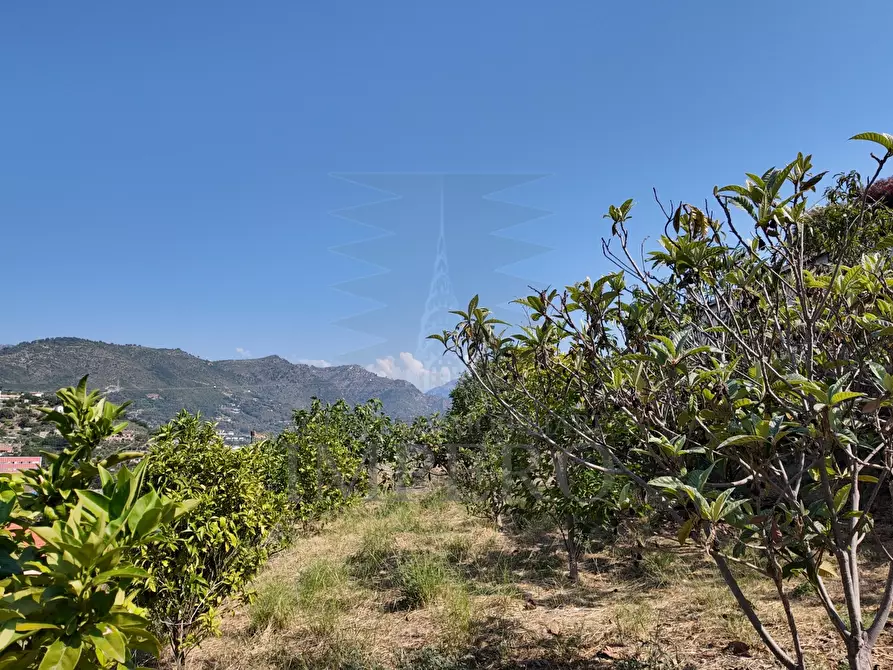 Immagine 7 di Terreno agricolo in vendita  in Corso Limone Piemonte a Ventimiglia