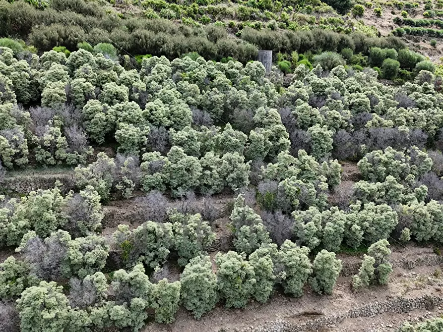 Immagine 34 di Terreno agricolo in vendita  in Via Anacleto Hughes 22/A a Ventimiglia