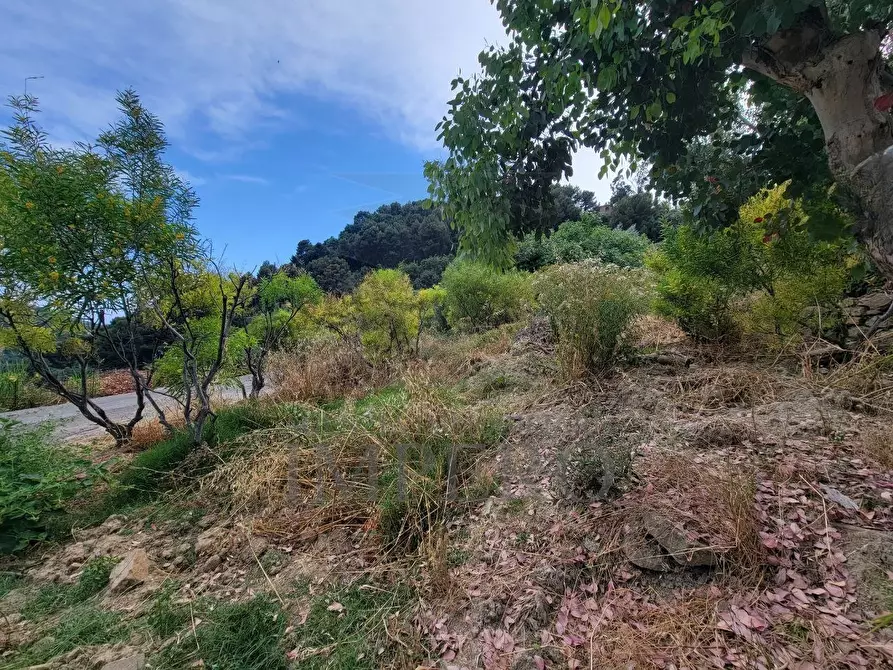 Immagine 14 di Terreno agricolo in vendita  in Via delle Otto Case 1 a Ventimiglia