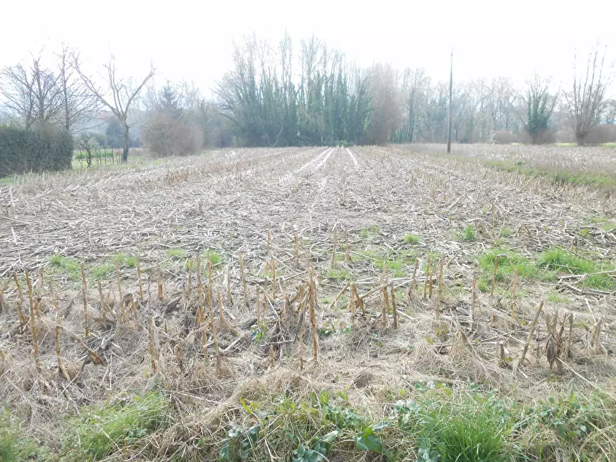 Immagine 16 di Terreno agricolo in vendita  in Via San Donato 925/A a Lucca