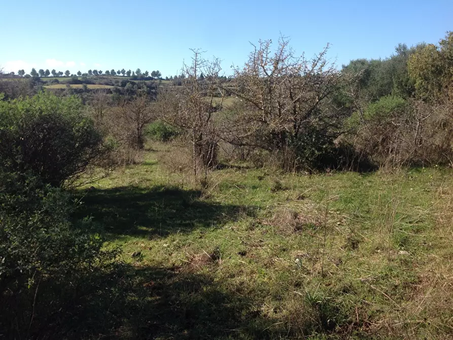 Immagine 3 di Terreno agricolo in vendita  a Siracusa