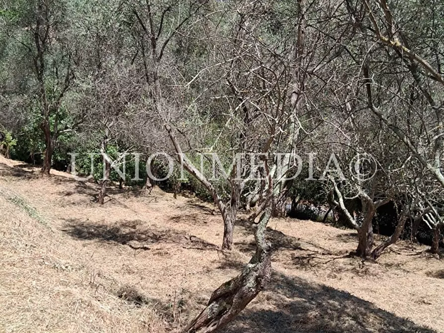 Immagine 16 di Terreno edificabile in vendita  a Arcola