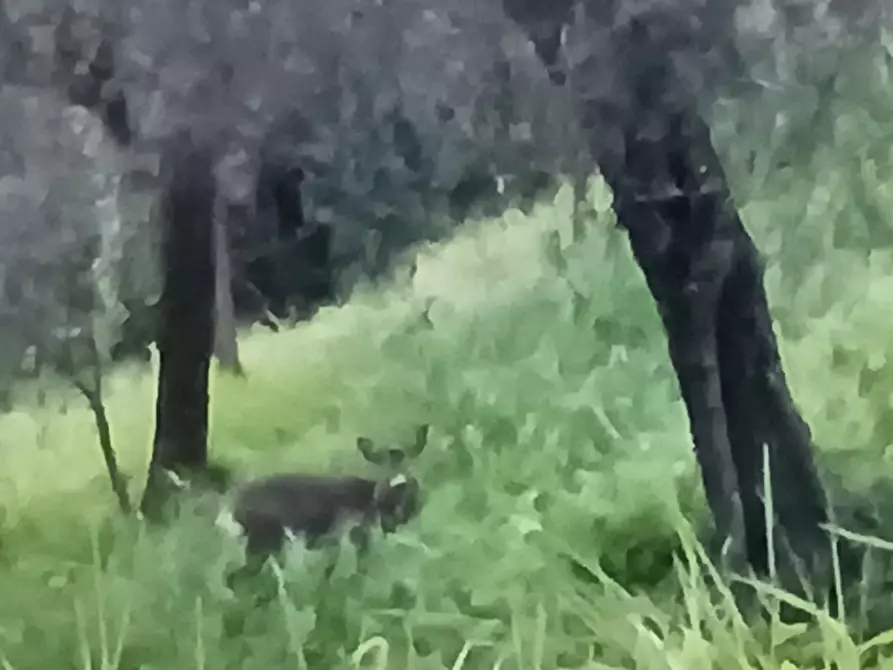 Immagine 50 di Casa indipendente in vendita  a Arcola