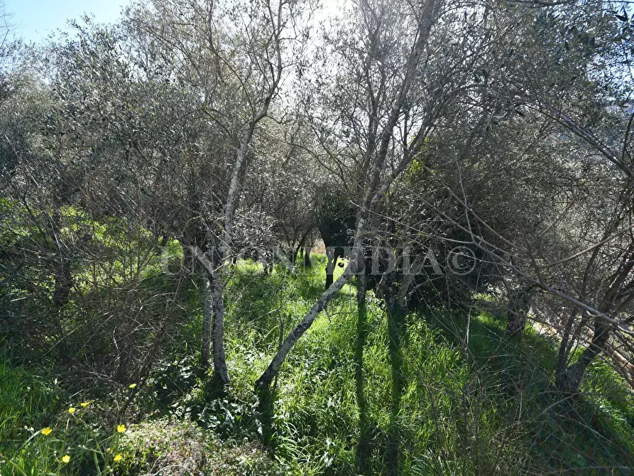 Immagine 2 di Terreno edificabile in vendita  a Ortonovo